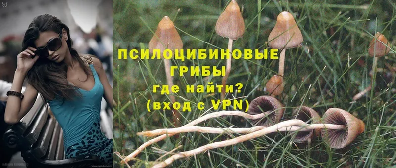 МЕГА ТОР  Северодвинск  Псилоцибиновые грибы Psilocybe 